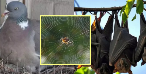 If you do not remove these 6 things from home today, it will lead to poverty and misery