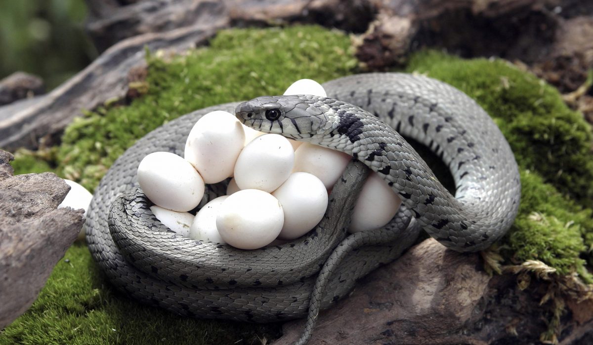 Nag Panchami being observed