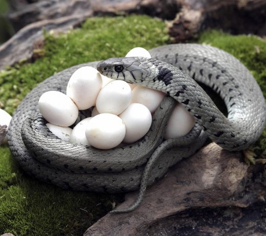 Nag Panchami being observed