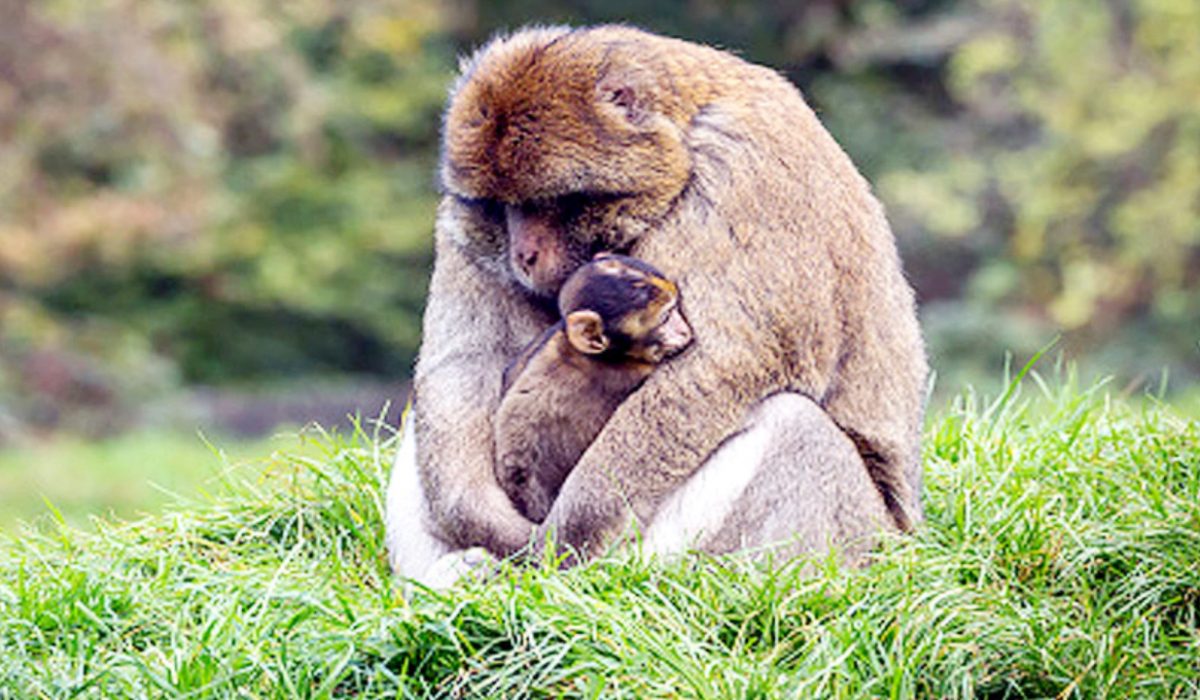 बंदर अपने मरे हुए बच्चे के शरीर के साथ क्यों घूमता है ?