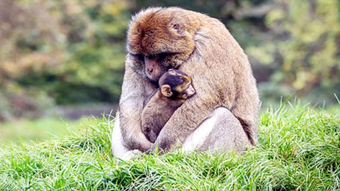 Why does a monkey walk around with the body of its dead child