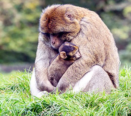 बंदर अपने मरे हुए बच्चे के शरीर के साथ क्यों घूमता है ?