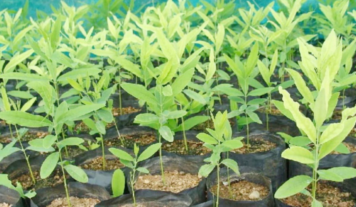 चंदन की खेती कर एक पेड़ से कमा सकते हैं 9 लाख रुपए, जानें खेती का तरीका