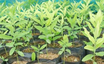 agriculture farming how to start sandalwood tree cultivation sandalwood cultivation information guide sandalwood farming cost and profit