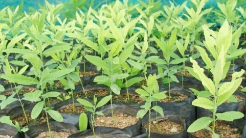 agriculture farming how to start sandalwood tree cultivation sandalwood cultivation information guide sandalwood farming cost and profit