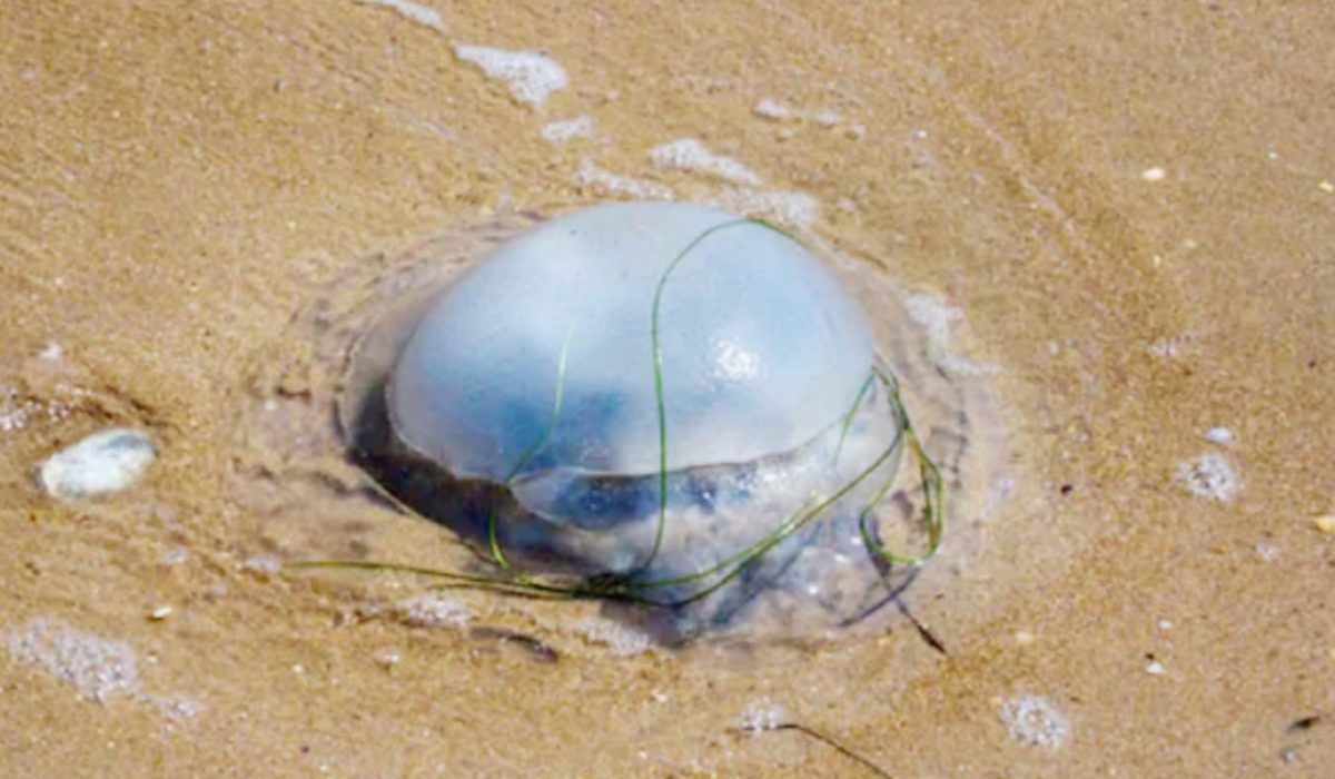 बीचों पर जेलीफिश के झुंड, दो दिन में 90 लोग बने शिकार – jellyfish attack