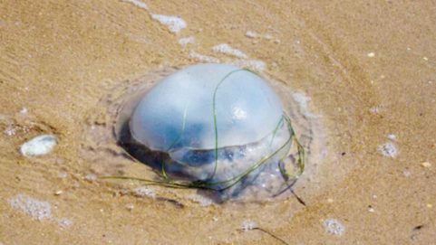 jellyfish attack on goa seaside 90 people injured