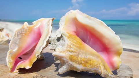 Keeping conch in the house will give wealth victory and prosperity you will get freedom from these 9 problems