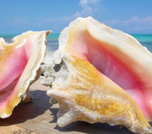 शंख (conch) को घर में रखने से देंगे धन, विजय और समृद्धि, मिलेगा इन 9 समस्याओं से मुक्ति