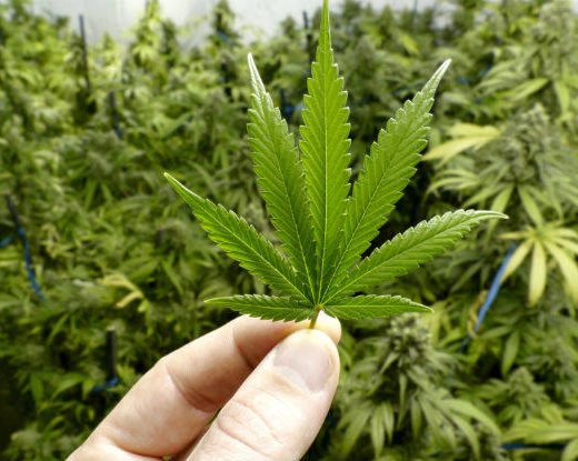 ऐसे है गोरख मारिजुआना (गांजा) का औषधीय महत्व