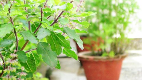 holyness of tulsi