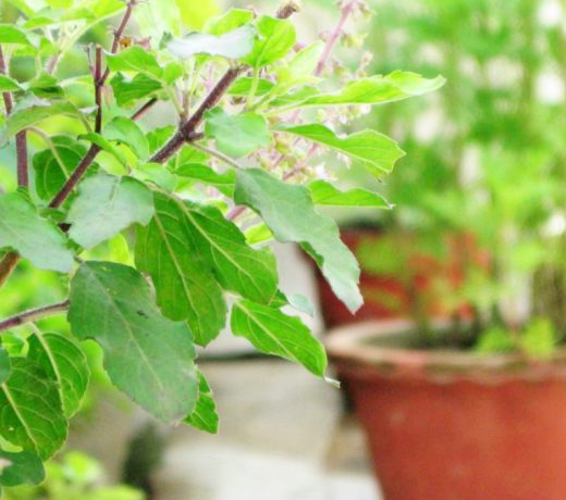 आज पापंकुशा एकादशी: इन कर्मों ने पितरों की दस पीढ़ियों ने बैकुंठ प्राप्त, मृत्यु के बाद स्वर्ग प्राप्त