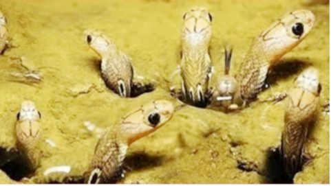 Nag Devta's family found in 80 year old house, share it on sight