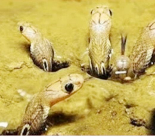 80 साल पुराने घर में मिला नाग देवता का परिवार, देखते ही शेयर करे