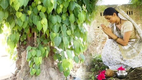 astro dharam karam moral stories peepal tree worshipping is prohibited on sunday know the reason