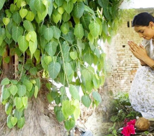 इस द‍िन भूलकर भी न करें पीपल की पूजा, हो जाएंगे बर्बाद, यहां जानिए पूरी कहानी : Peepal Puja Rules