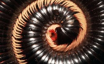bizarre news earth first true millipede species discovered a creature with 1306 legs