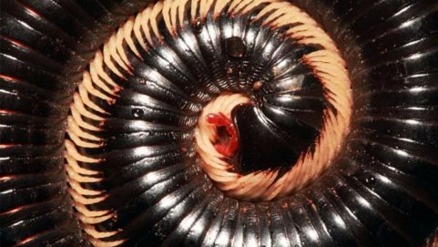 bizarre news earth first true millipede species discovered a creature with 1306 legs