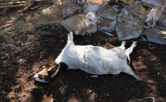 goat death