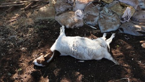 goat death