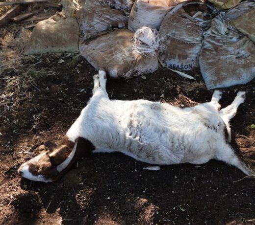 शख्स ने बकरी से बनाए संबंध, बेल के लिए कोर्ट पहुंचा तो यह बोले जज साहब