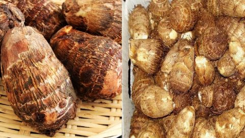 health tips must eat vegetable arbi in winter will benefit in controlling obesity