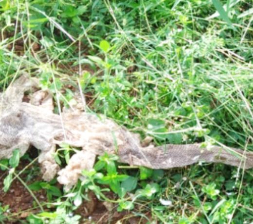 सात सिर वाला नाग देवता मिला !