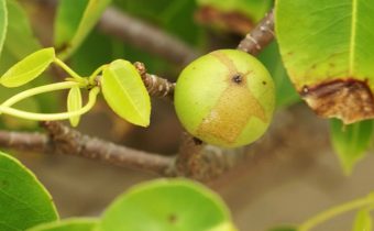 manchineel tree world deadliest tree found in caribbean and american coastal areas