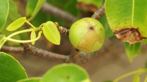 manchineel tree world deadliest tree found in caribbean and american coastal areas