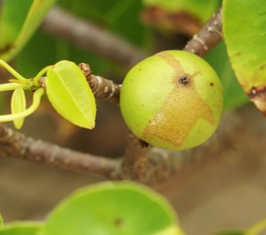 Manchineel: दुनिया का सबसे ख़तरनाक पेड़, फल का एक टुकड़ा खाने से ही हो सकती है मौत !