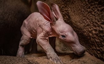 environment story about strange animal aardvark