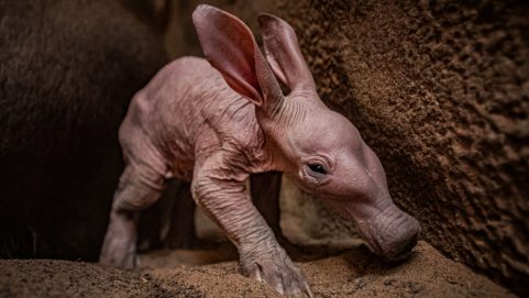 environment story about strange animal aardvark