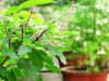 tulsi lucky plants vastu tips in hindi kala dhatura shami and banana plant