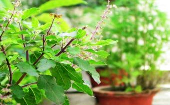 tulsi lucky plants vastu tips in hindi kala dhatura shami and banana plant