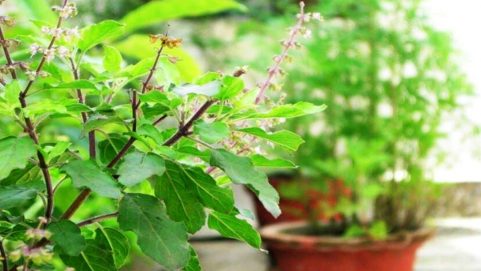 tulsi lucky plants vastu tips in hindi kala dhatura shami and banana plant