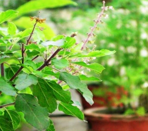 तुलसी के साथ घर पर लगाएं ये 3 पौधे, मिलेगा चमत्कारी लाभ