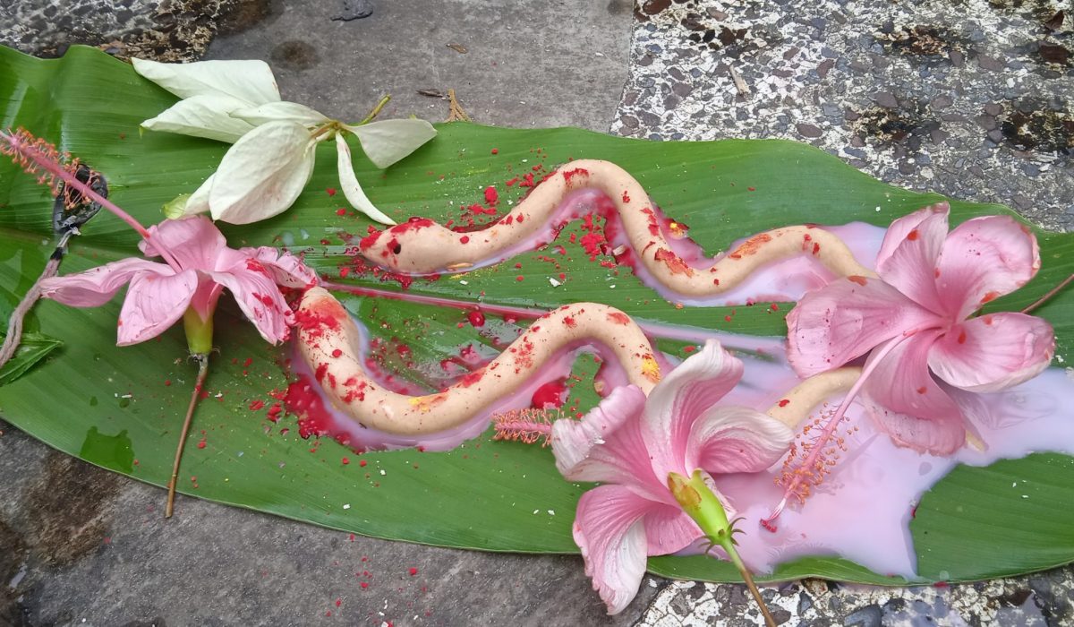 Nagdah Yagya:: इस मंत्र का जाप करने वाले सांपों से कोई नुकसान नहीं होता है