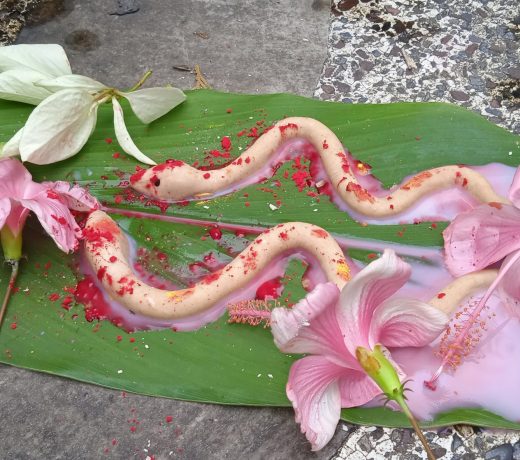 Nagdah Yagya:: इस मंत्र का जाप करने वाले सांपों से कोई नुकसान नहीं होता है