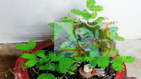astro shami plants shani mahadasha plantation of shani plant go away shani dev effect