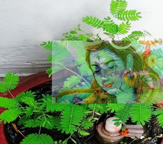 Shami Plant: शनि के प्रकोप से हैं परेशान तो लगाएं ये पौधा, शनि देव का दुष्प्रभाव होगा दूर