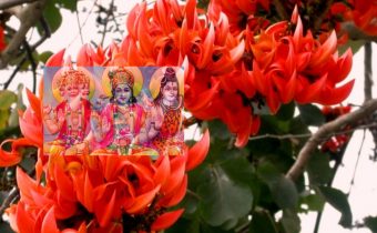 astro vastu tips keeping palash flowers for wealth and prosperity in the safe of the house