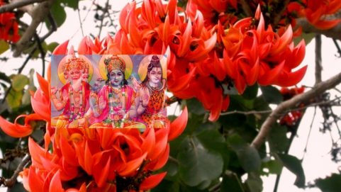 astro vastu tips keeping palash flowers for wealth and prosperity in the safe of the house