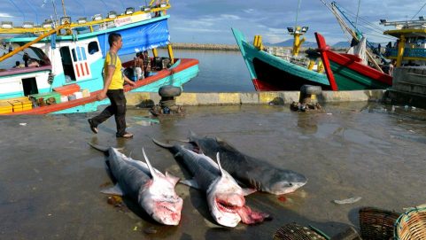 Global wildlife summit to vote on shark protections
