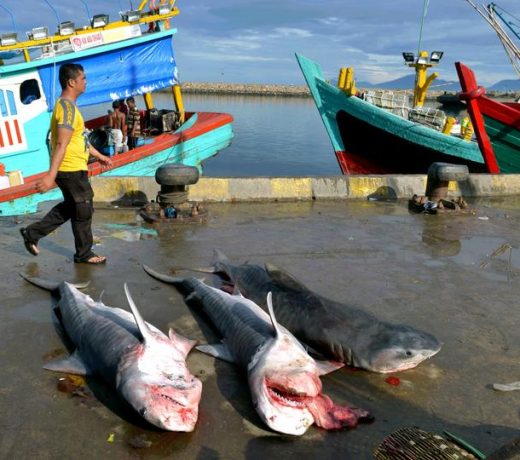 Global wildlife summit to vote on shark protections