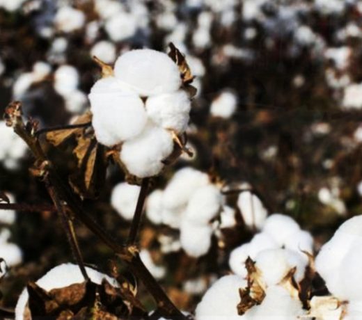 Bangladesh aims to increase cotton production fie folds by 2030