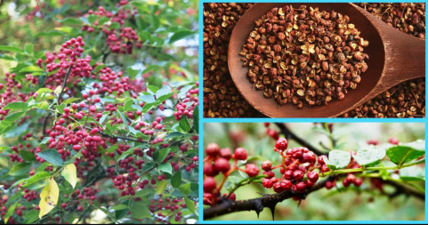 Taimur seeds