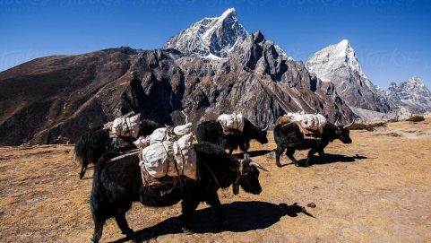 Yaks