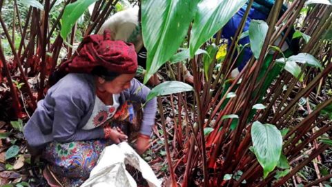 cardamom harvesting
