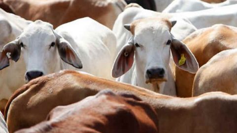 cows found dead