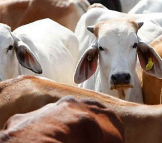 29 cows found dead in UP’s Mathura
